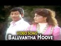 Aakasmika–Kannada Movie Songs | Baaluvantha Hoove Video Song | Rajkumar | VEGA