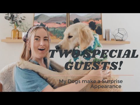 Knitting Vodcast Ep. 3 - Knitting socks and Dog Cowls!