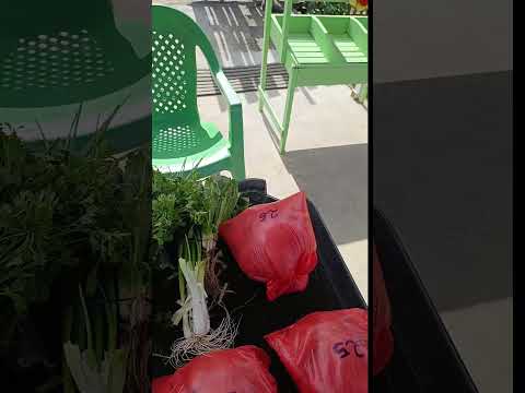 Novidades em Tracuateua Pará #belem #amigos #interior