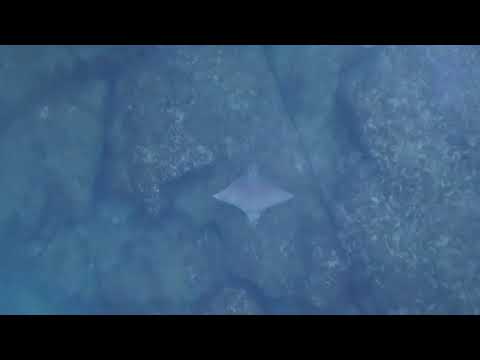 Aerial Footage Shows Shark Chasing a Stingray