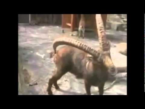 CABRA LE PICA EL CULO