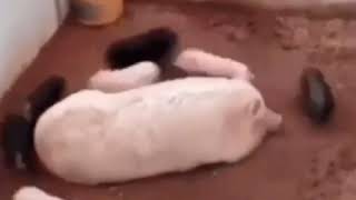 【ロシアの日常】お母さんの周りを回る子豚【面白動画】