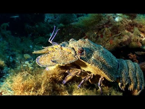 Bahia-Poseidon Tauchen, Ciutadella, Menorca/ Balearen, Menorca,Spanien