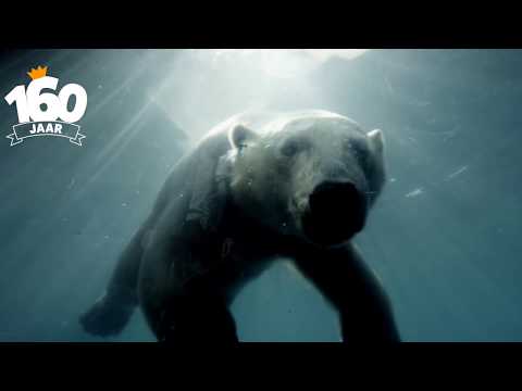 De geschiedenis van Diergaarde Blijdorp: ijsberen