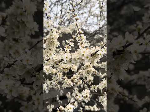 Prunus spinosa … Sloe Plum or Sloe Berry … Otherwise known as Blackthorn 