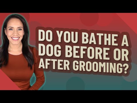 YouTube video about: Should you bathe your dog before cutting hair?