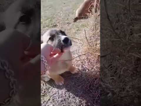 Kjell- Hundegarten Serres e.V.