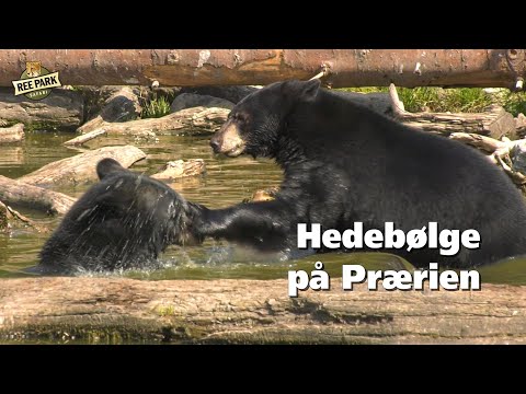 Hedebølge på Prærien