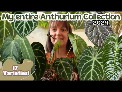 My Anthurium Collection Tour 2024🌿17 Varieties | Rare & Common + My Wishlist 😍