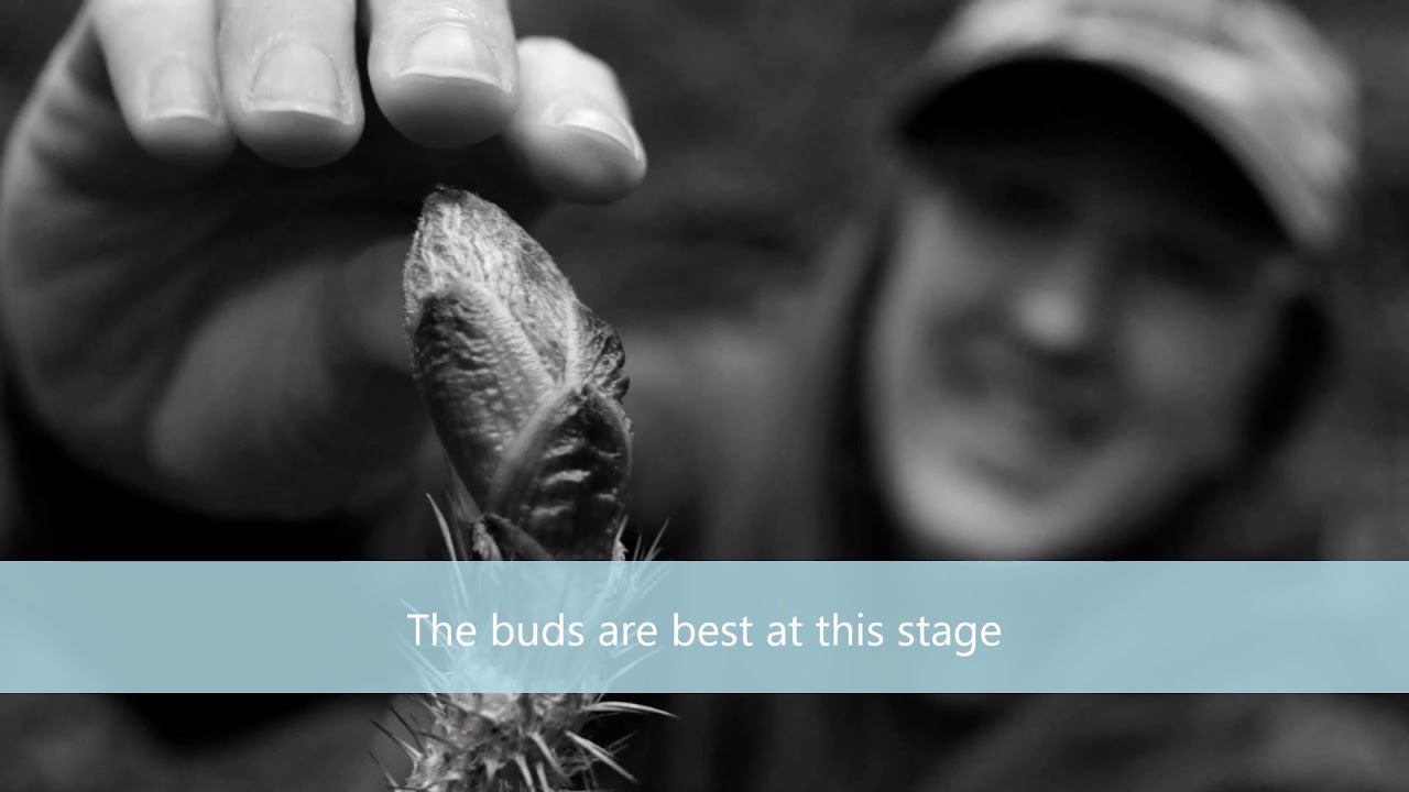 DEVIL'S CLUB MEDICINE AND TOXICOLOGY  GARY ORDOG MD