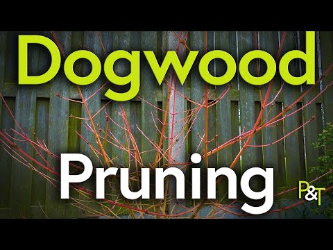 How to Prune Dogwoods (Cornus) - Pots & Trowels