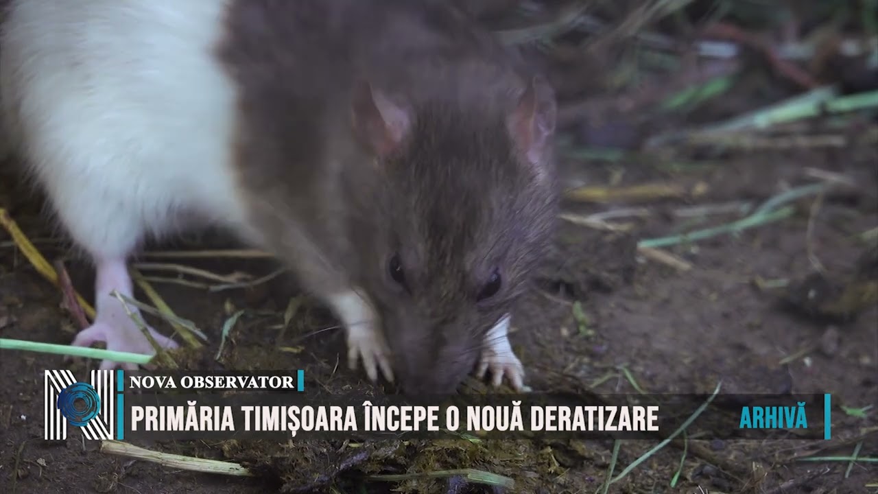 Primăria Timișoara începe o nouă deratizare