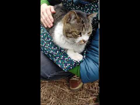 How to turn stray cat Into a Lap Cat.