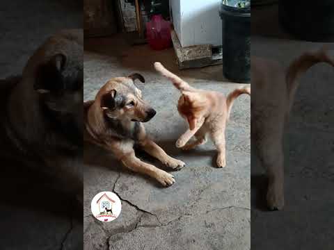LOL, When You Have A NaugHty FFriend! Funny Cats & Dogs Videos 😺🐶😂😂 -EPS776  #cuteanimalshare