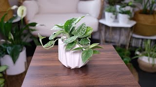 Silver Satin Pothos (Scindapsus Pictus) Care & Growing Guide - Plant Mom Care