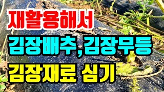 재활용해서 김장배추 심어요 이렇게하면 김장재료 다 심어요