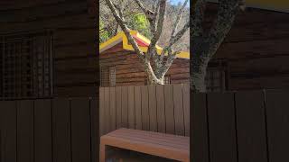 改裝後楓林木屋 #武陵農場