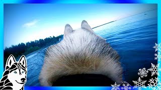 HUSKY BEACH DAY | MEMPHIS GOES TO THE BEACH | Swimming dogs eye view