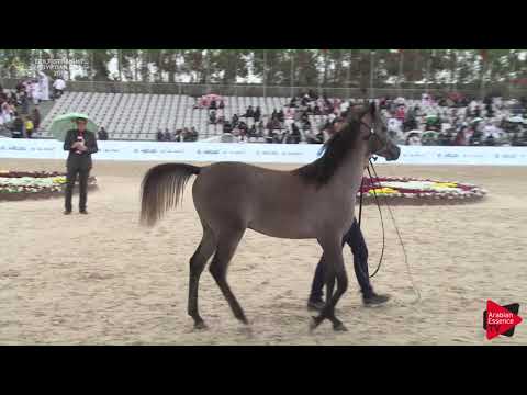 19 MUHEEB AL RASHEDIAH   Gulf SE Cup 2018