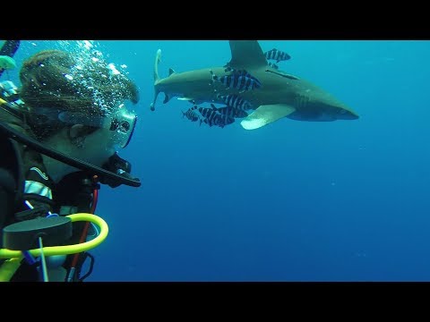 My close encounter with bold and curious Oceanic Whitetip Shark - Egypt! "So Cool"!!