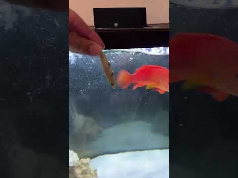 Worlds Most AGGRESSIVE Grouper!