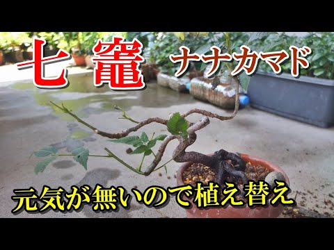 ナナカマド「ドドン」 植物