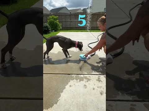 @halo.hops: This is genius! 😂 #dog #dogvideos
