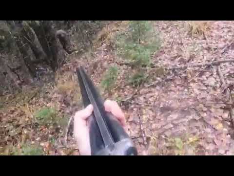 Bear attack a hunter (Medved napada lovca)