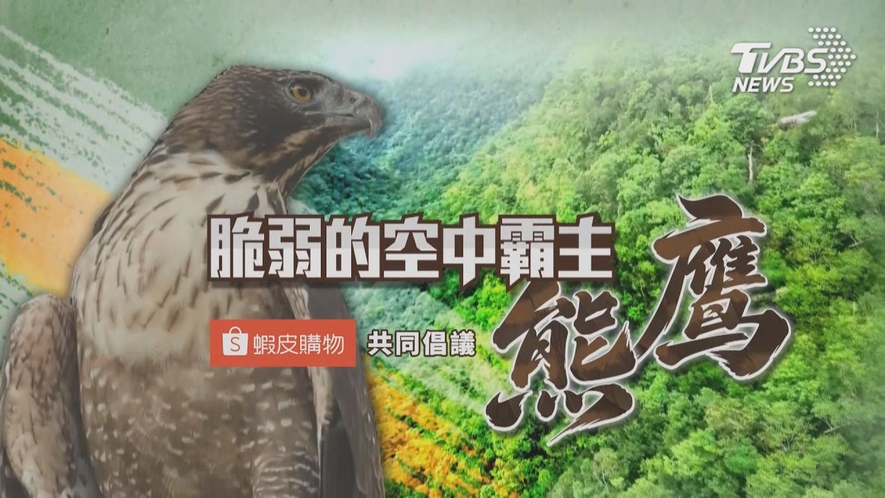 跨界守護天空霸主!TVBS攜手蝦皮購物 共同倡議「熊鷹」保育議題