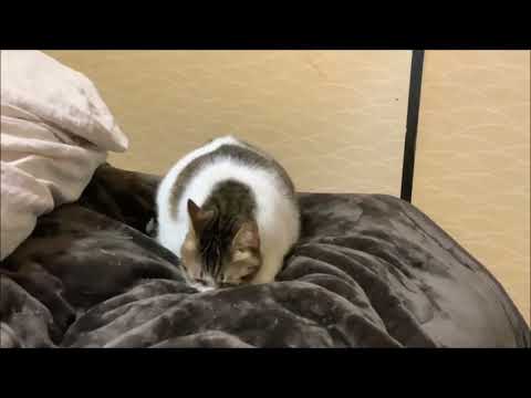 Music Box Suite Free - BGM 猫のふみふみ♪♬