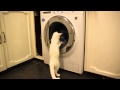 Cat Watching The Washing Machine Going Round