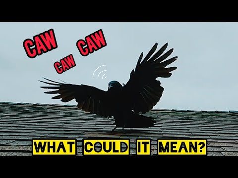 Befriending Wild Crows / Crow Language - What They Might Be Saying