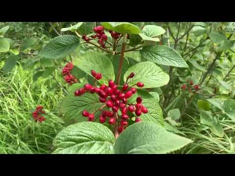 Wolliger Schneeball (giftig)