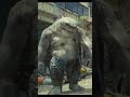 The Suicide Squad 2021 King Sharks Moment