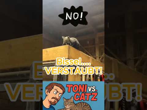 Lustige Katzen 128 😹❤️👍 Funny Cat Short #catlovers #funny #cat #foryou #lustig #memes #funnycats