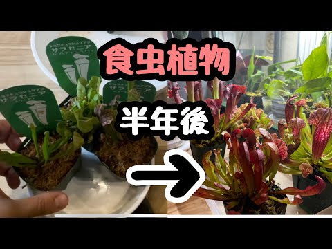 園芸 サラセン、サラセニア