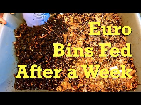 87- & 94-day European nightcrawler worm bins fed after a week - farm vermicompost