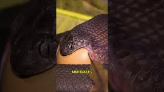 Download lagu The EGG is BIGGER than the Snakes HEAD mp3 Download lagu The EGG is BIGGER than the Snakes HEAD mp3
