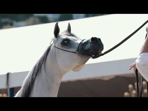 D SHIHANAH - Mares 4-7 Class Winner, MENTON 2023