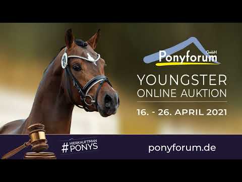 KOETSIERSHOEVE CARAMBOLE Wallach * 2017 v. Bovenheigraaf's Camillo - Berkhof's Business