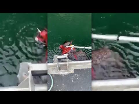 Octopus vs. Bald Eagle, Who Ya Got?