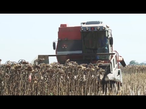 Sementes de girassóis giram economia depois que as plantas secam