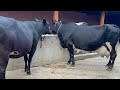 HEAVY BODY STRUCTURE 💎 Z-Black Cows For Sale at Chopra Dairy Farm , 70096-45902 ,Rahon ,Punjab .