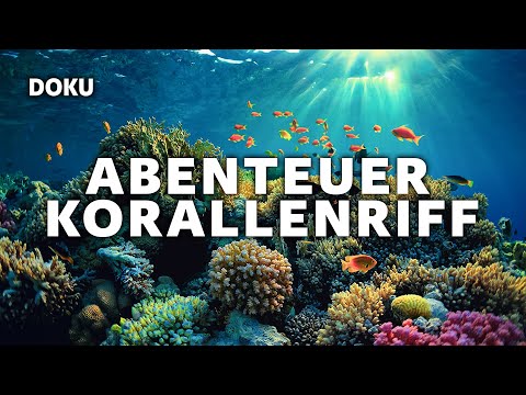 Adventure Coral Reef – The Underwater World of Egypt ( Animal Documentaries | German)