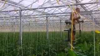 preview picture of video 'Работа в теплице (greenhouse)'