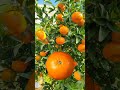 one in a million oranges SWEET #shorts  #shorts  #viral