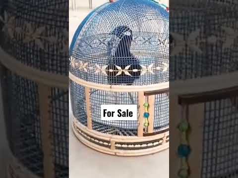 black francolin voice #kala teetar ki awaz #teetar