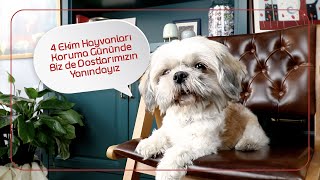 4 EKİM HAYVANLARI KORUMA GÜNÜ !