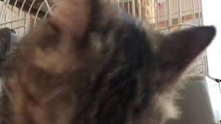 物音にビクビクしながらも食事をするゆめちゃん