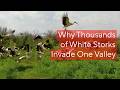Middle East In Focus A Sky Full Of Storks The Hula Valley Phenomenon